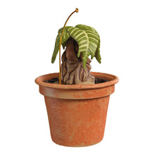 Load image into Gallery viewer, Hallmark Harry Potter™ Mandrake™ 2025 Ornament With Sound *coming in Oct
